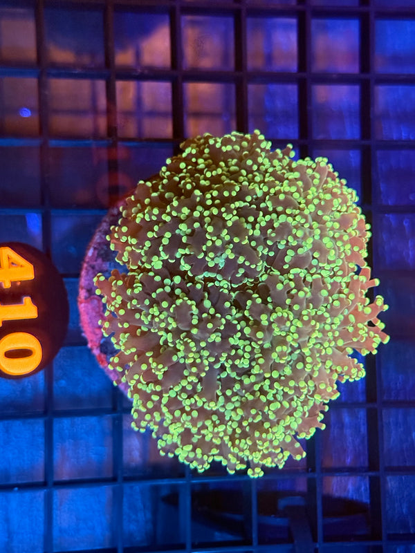 Episode 538 Live Sale Orange Tag #410 BRANCHING FROGSPAWN COLONY