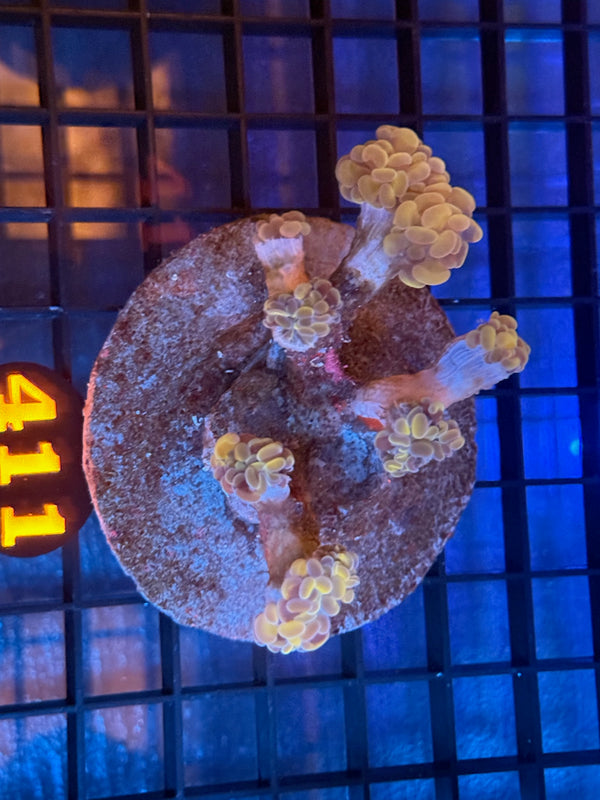 Episode 538 Live Sale Orange Tag #411 BRANCHING HAMMER COLONY