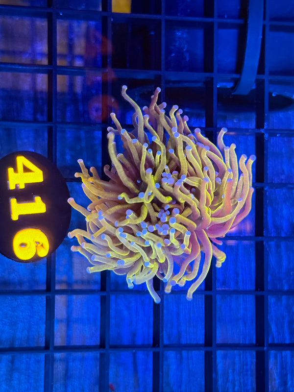 Episode 538 Live Sale Orange Tag #416 24K GOLD TORCH