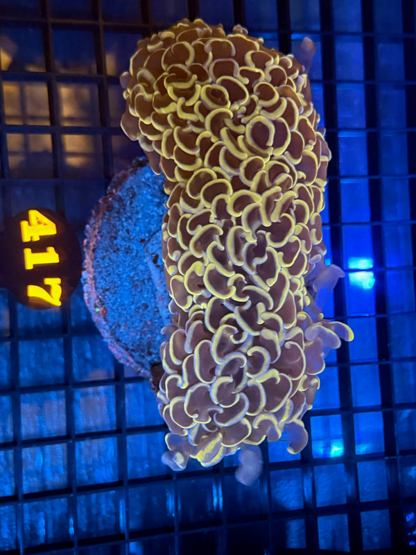 Episode 538 Live Sale Orange Tag #417 BICOLOR HAMMER WALL