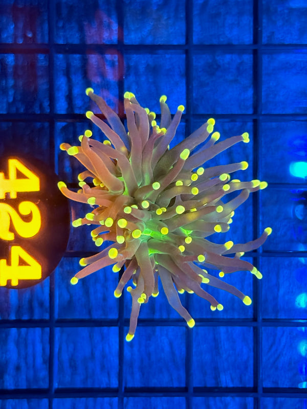 Episode 538 Live Sale Orange Tag #424 JOKERS TORCH