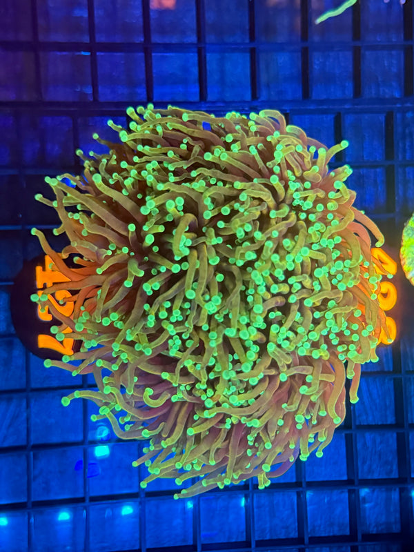 Episode 538 Live Sale Orange Tag #427 MASSIVE DRAGON SOUL MULTI HEAD TORCH COLONY