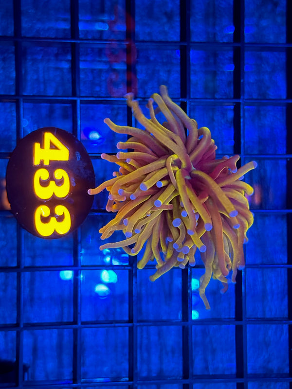 Episode 538 Live Sale Orange Tag #433 24K GOLD TORCH