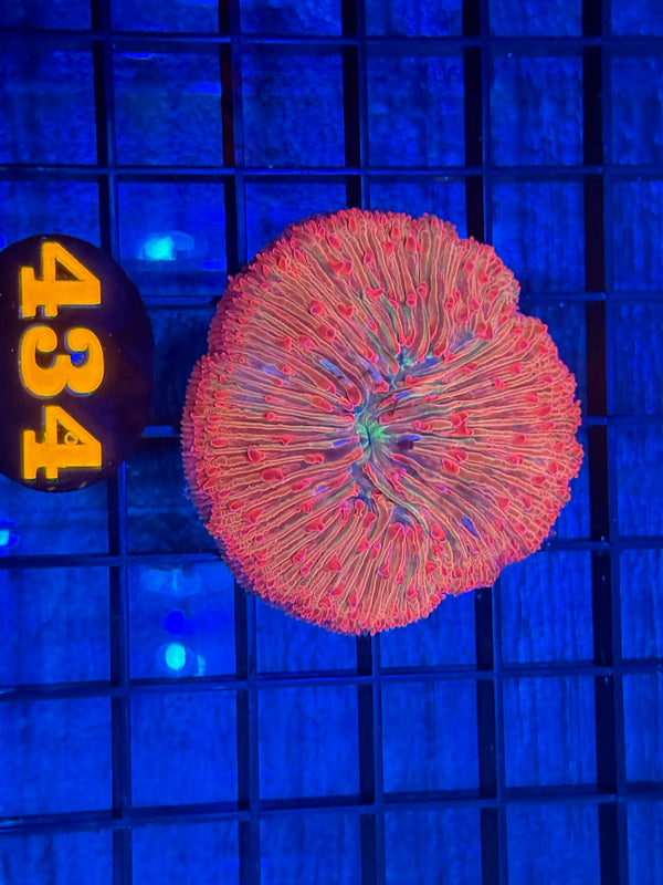 Episode 538 Live Sale Orange Tag #434 RARE PLATE CORAL