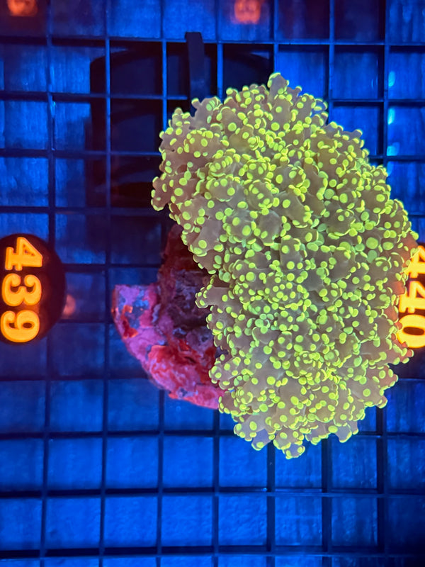 Episode 538 Live Sale Orange Tag #439 BRANCHING FROGSPAWN COLONY