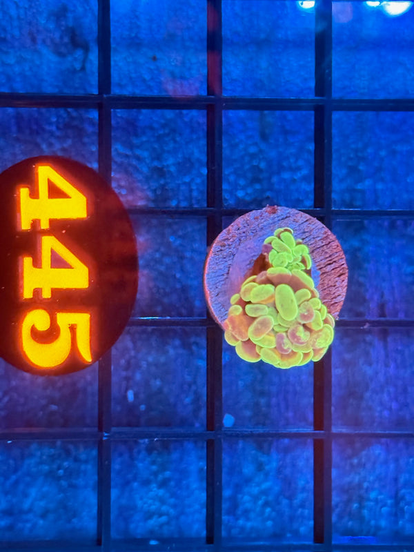 Episode 538 Live Sale Orange Tag #445 BRANCHING HAMMER FRAG