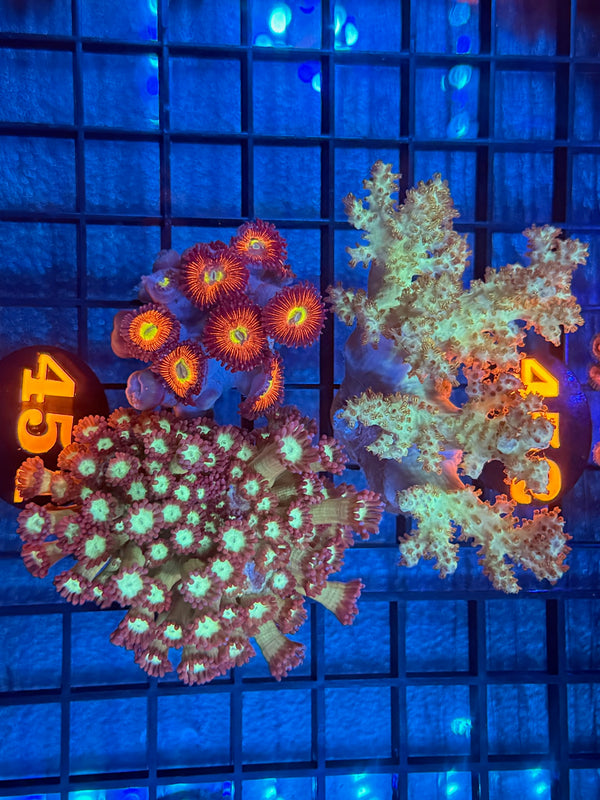 Episode 538 Live Sale Orange Tag #451 FRAG PACK