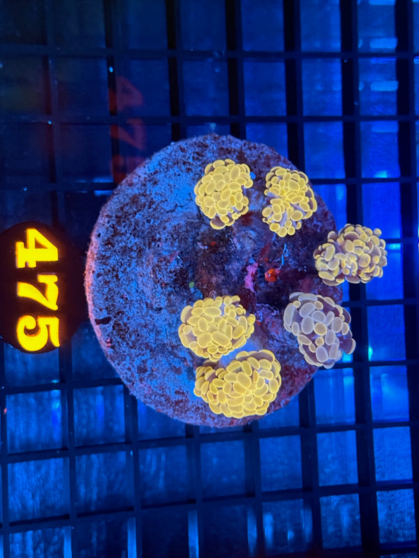 Episode 538 Live Sale Orange Tag #475 BRANCHING HAMMER COLONY