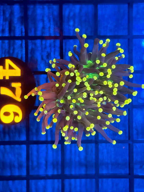 Episode 538 Live Sale Orange Tag #476 JOKERS TORCH