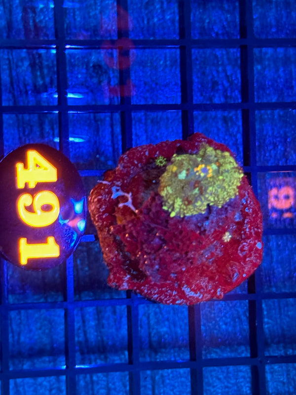 Episode 538 Live Sale Orange Tag #491 BOUNCE RHODACTUS MUSHROOM