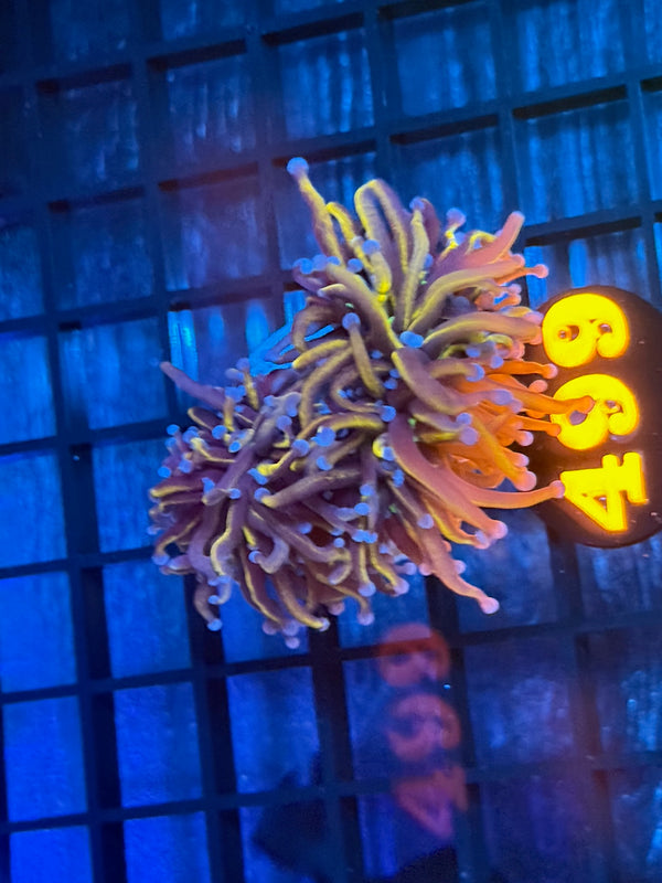 Episode 538 Live Sale Orange Tag #499 NEW YORK KNICKS TORCH