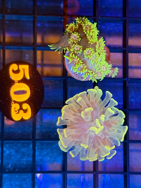 Episode 539 Live Sale Orange Tag #503 FRAG PACK