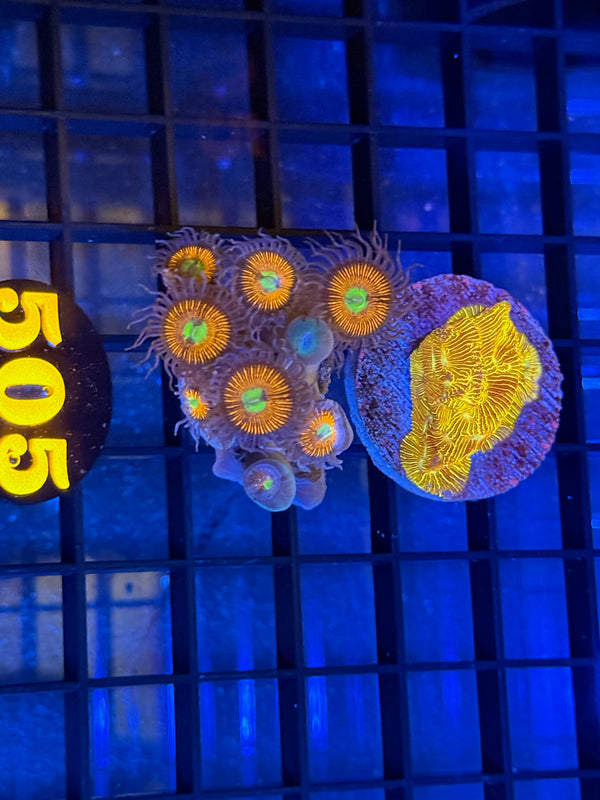 Episode 539 Live Sale Orange Tag #505 FRAG PACK