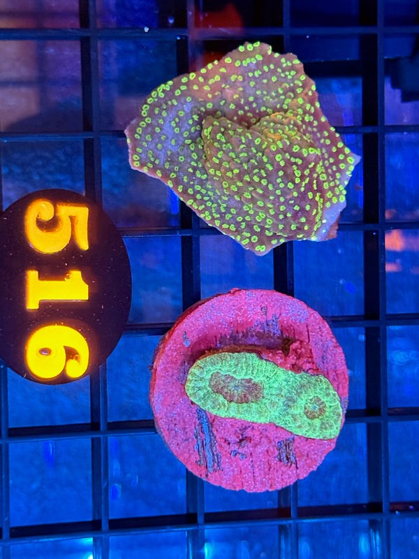 Episode 539 Live Sale Orange Tag #516 FRAG PACK