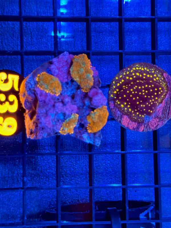 Episode 539 Live Sale Orange Tag #539 FRAG PACK