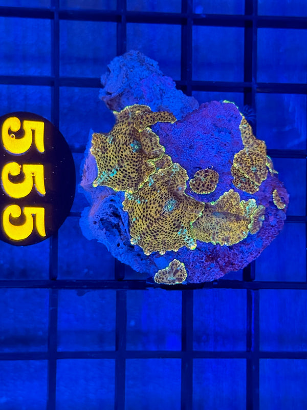 Episode 539 Live Sale Orange Tag #555 FRAG PACK