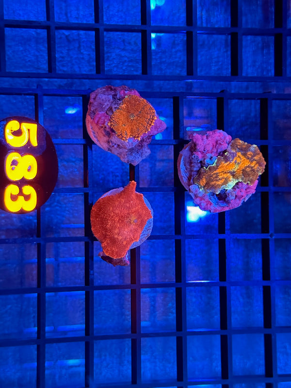 Episode 539 Live Sale Orange Tag #583 FRAG PACK