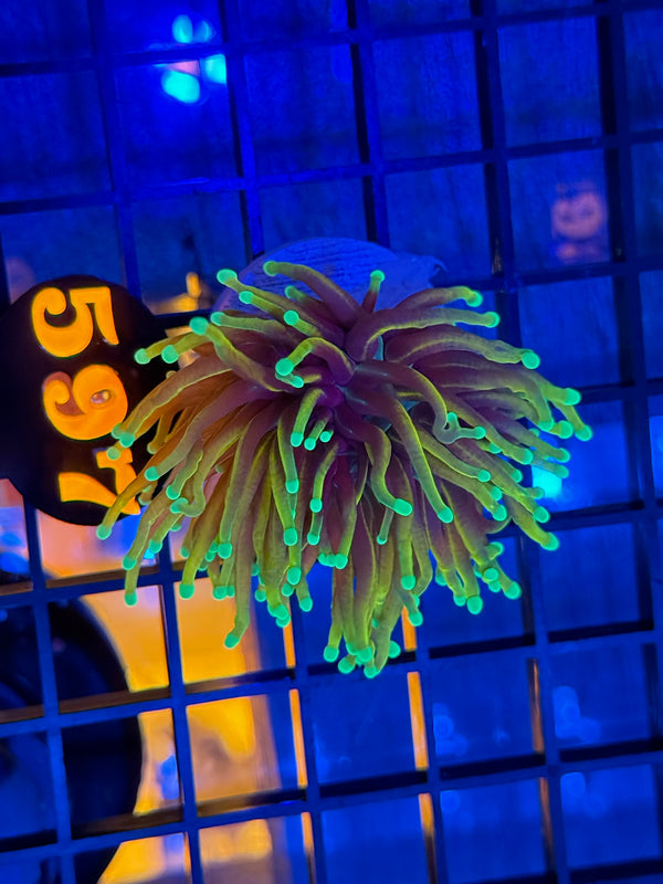 Episode 539 Live Sale Orange Tag #597 TORCH