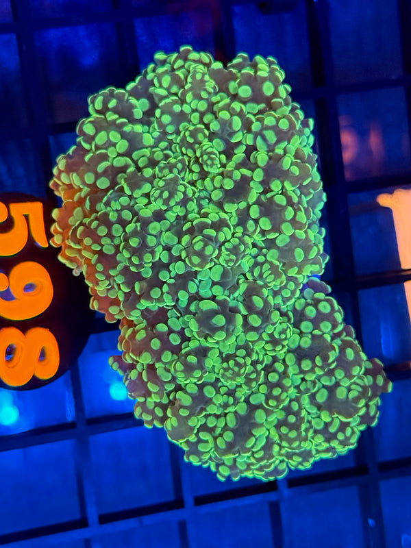 Coral Live Sale Preview