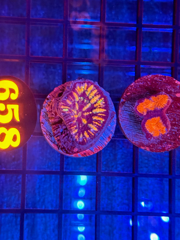 Episode 540 Live Sale Orange Tag #658 FRAG PACK