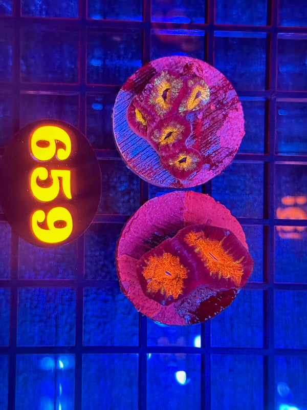 Episode 540 Live Sale Orange Tag #659 FRAG PACK