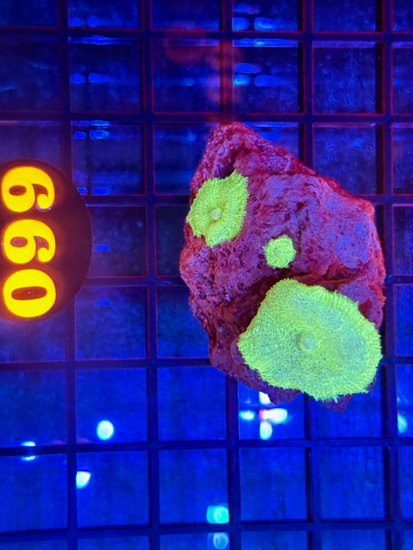 Episode 540 Live Sale Orange Tag #660 FRAG PACK