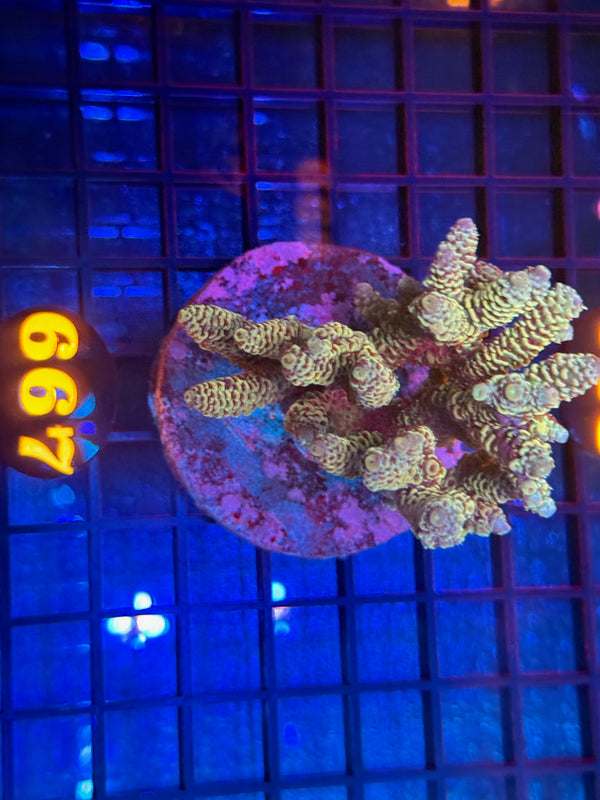 Episode 540 Live Sale Orange Tag #667 ACRO