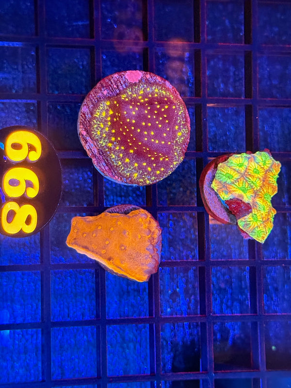 Episode 540 Live Sale Orange Tag #668 FRAG PACK