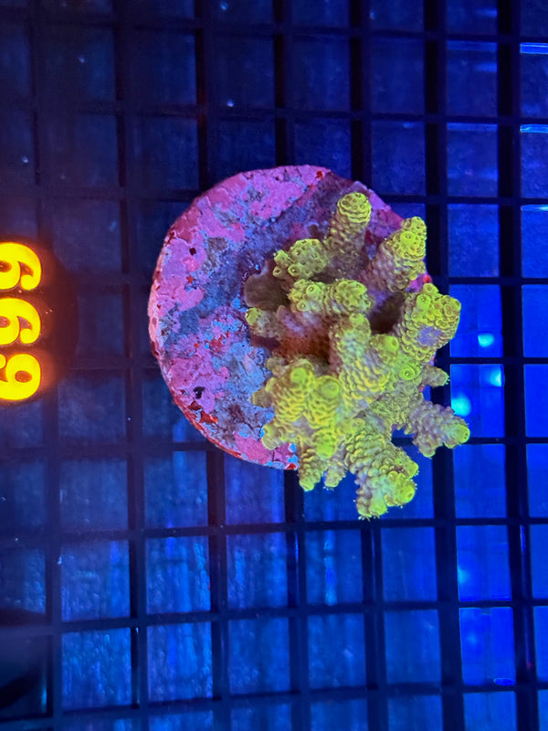 Episode 540 Live Sale Orange Tag #669 ACRO