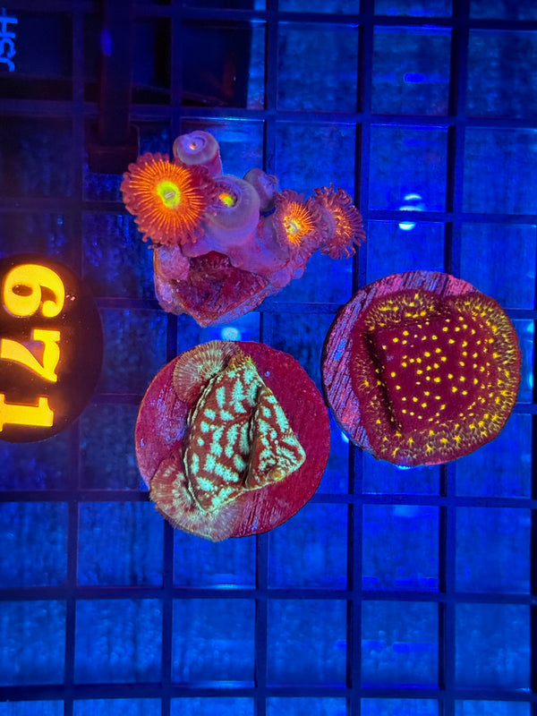 Episode 540 Live Sale Orange Tag #671 FRAG PACK