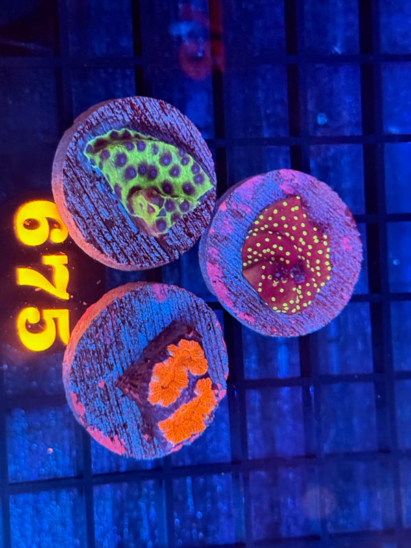 Episode 540 Live Sale Orange Tag #675 FRAG PACK