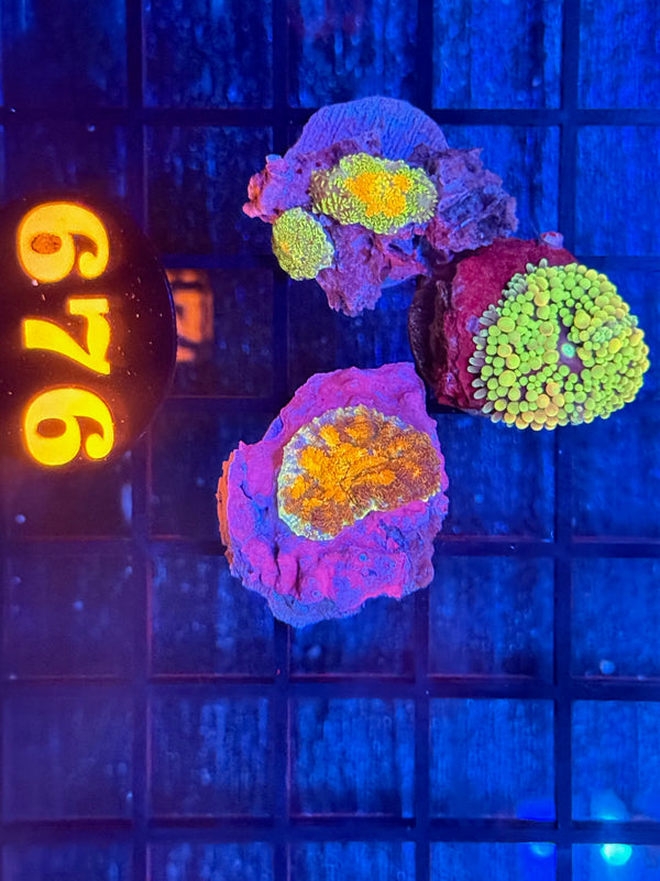 Episode 540 Live Sale Orange Tag #676 FRAG PACK