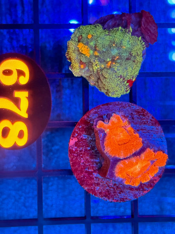 Episode 540 Live Sale Orange Tag #678 FRAG PACK