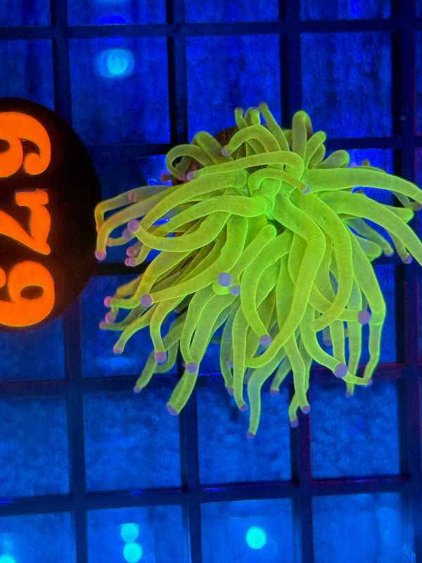 Episode 540 Live Sale Orange Tag #679 ULTRA TODDS TORCH