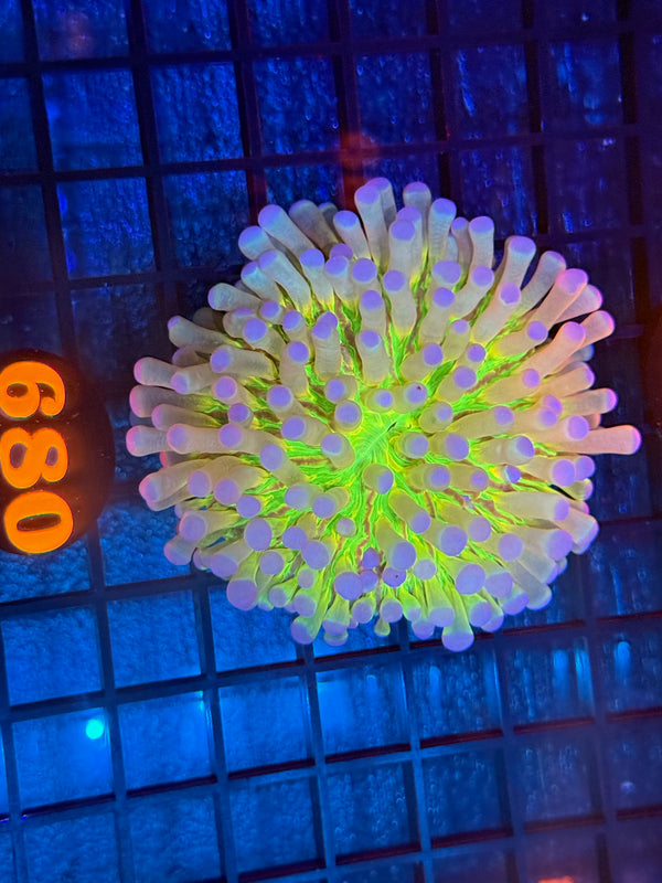 Episode 540 Live Sale Orange Tag #680 ULTRA HELIO FUNGIA PLATE ANENOME