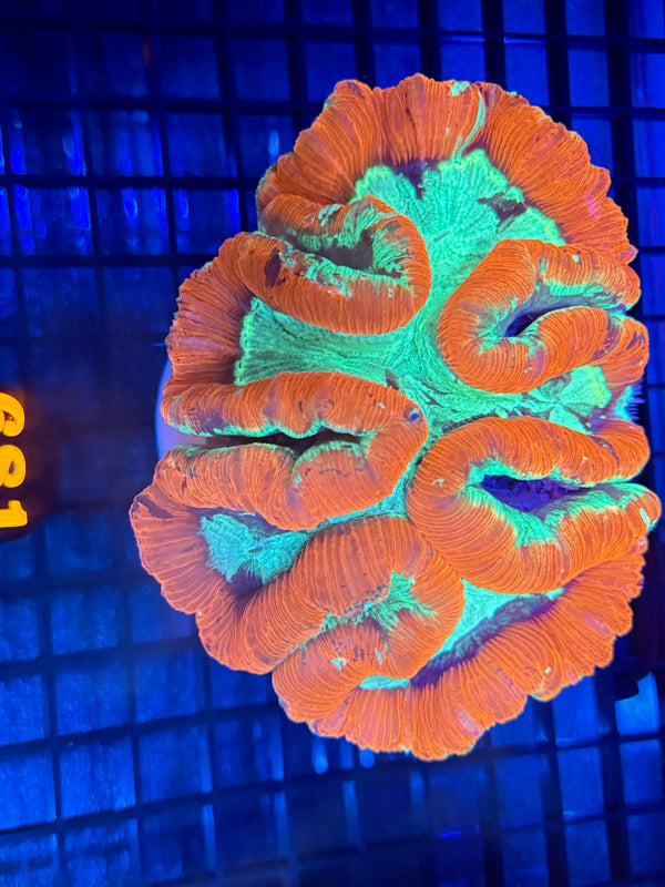 Episode 540 Live Sale Orange Tag #681 XL ULTRA WELLSO COLONY