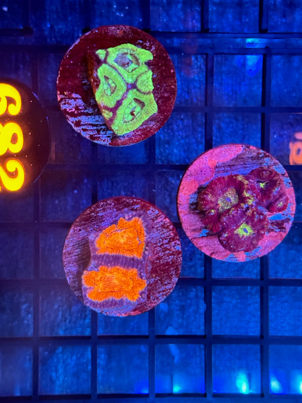 Episode 540 Live Sale Orange Tag #682 FRAG PACK