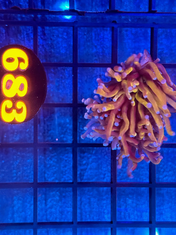 Episode 540 Live Sale Orange Tag #683 24K INDO GOLD TORCH