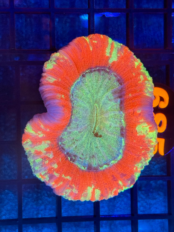 Episode 540 Live Sale Orange Tag #684 WELLSO CORAL