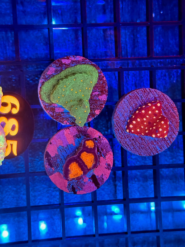 Episode 540 Live Sale Orange Tag #685 FRAG PACK