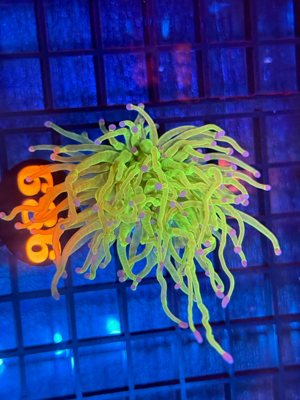 Episode 540 Live Sale Orange Tag #686 ULTRA TODDS TORCH