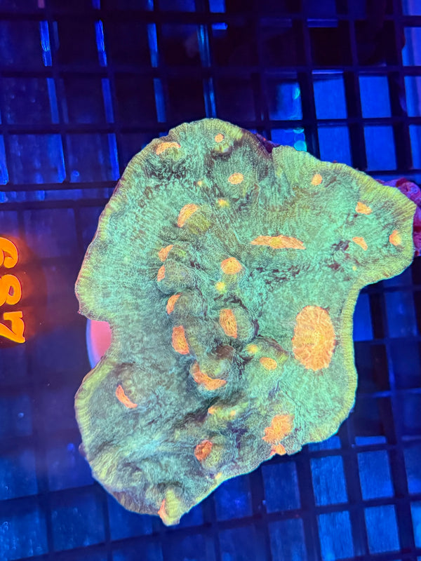 Episode 540 Live Sale Orange Tag #687 CHALICE COLONY