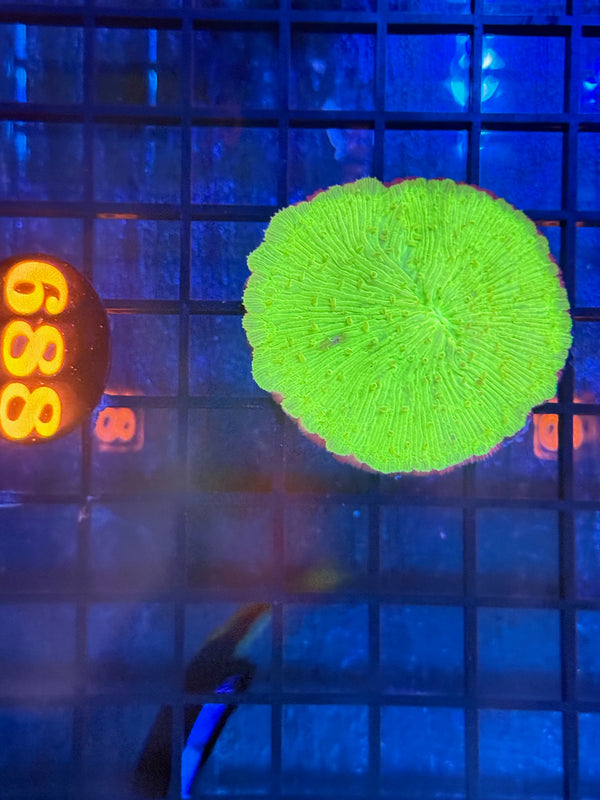 Episode 540 Live Sale Orange Tag #688 ULTRA GREE PLATE CORAL