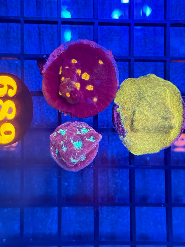 Episode 540 Live Sale Orange Tag #689 FRAG PACK