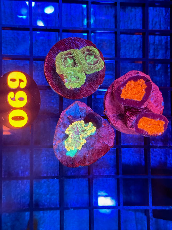 Episode 540 Live Sale Orange Tag #690 FRAG PACK