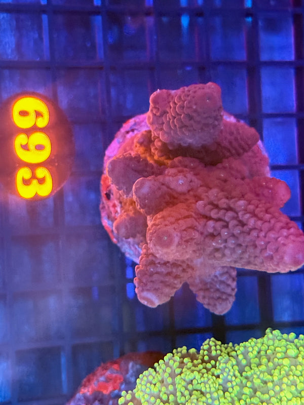 Episode 540 Live Sale Orange Tag #693 ACRO