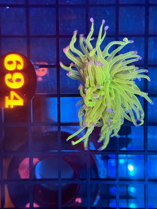 Episode 540 Live Sale Orange Tag #694 ULTRA TODDS TORCH