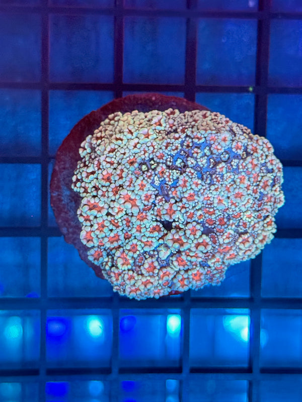 Episode 540 Live Sale Orange Tag #695 MULTI COLOR ALVEPORA COLONY