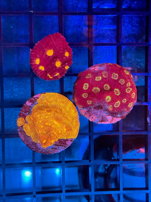 Episode 540 Live Sale Orange Tag #696 FRAG PACK