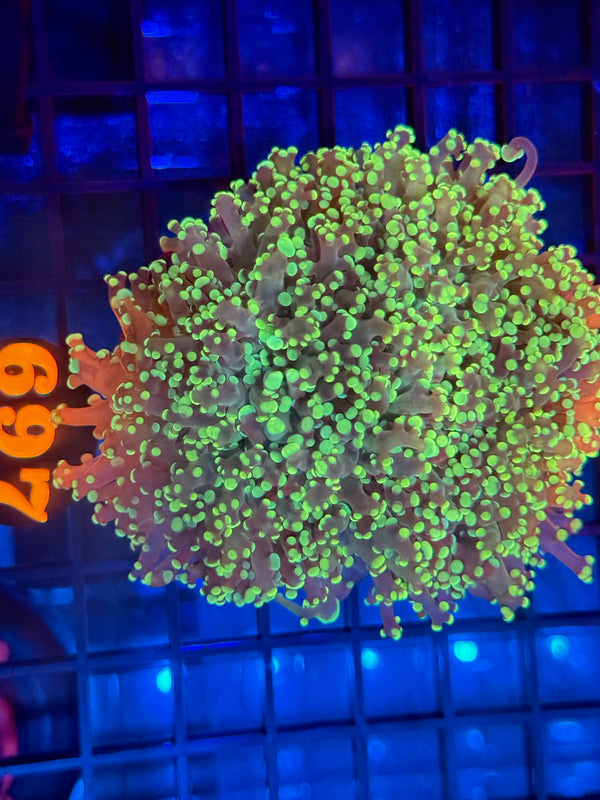 Episode 540 Live Sale Orange Tag #697 BRANCHING OCTOSPAWN COLONY